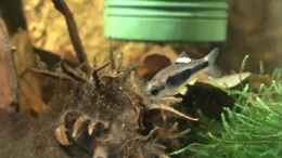 aquarium-von-bessey-enteromius-hulstaerti-biotop_Männchen mit den gelben Flossen