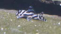 aquarium-von-thomas-de-vries-l46-im-gesellschaftsaquarium-nur-noch-bsp_Leider auch unscharf, aber die ganz kleinen Zebras sind schw