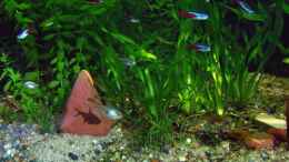 aquarium-von-jeaw70-becken-4018_