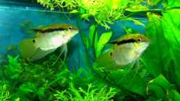 aquarium-von-jeaw70-becken-4018_1 Paar Flaggenbuntbarsche