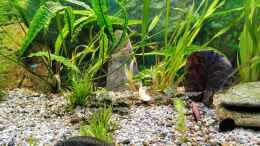 Aquarium einrichten mit Axolotlbecken