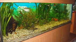 aquarium-von-jeaw70-becken-4018_20.04.2011