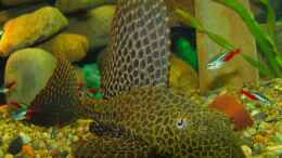 aquarium-von-jeaw70-becken-4018_Wabenschilderwels