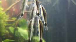 aquarium-von-jaype-juwel-lido-120---amazonasbecken_Otocinclus affinis