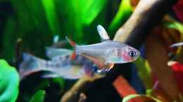 aquarium-von-jaype-juwel-lido-120---amazonasbecken_Hyphessobrycon bentosi White Fin