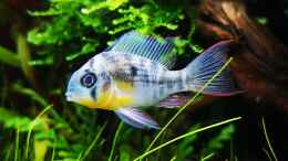 aquarium-von-jaype-juwel-lido-120---amazonasbecken_Microgeophagus altispinosus - Männchen