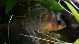 aquarium-von-jaype-juwel-lido-120---amazonasbecken_Microgeophagus altispinosus - Weibchen