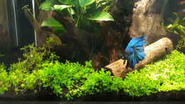 aquarium-von-michael-mueller-betta-fred039-s-schwarzwasser-revier_Fred ...