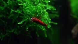 aquarium-von-david-schneider-aquaristik-aquascape-asiatischer-bachlauf_Red Fire Sakura Muttertier