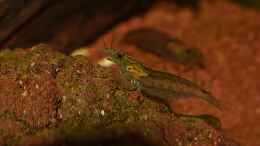 Aquarium einrichten mit Amanogarnele beim Abgrasen an den Laversteinen