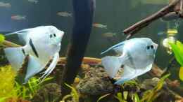aquarium-von-mel-little-amazonas_meine beiden Skalare und Rotkopfsalmler