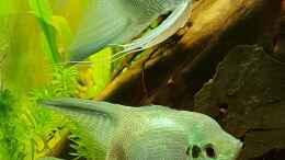 aquarium-von-mel-little-amazonas_Meine beiden Blue Pterophyllum Männchen