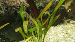 Aquarium einrichten mit Helanthium bolivianum Angustifolius - schmalblättrige