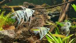 aquarium-von-mel-little-amazonas_Rio Nanay und Smokey