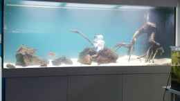 aquarium-von-mel-little-amazonas_Lava und jati wurzel - die rechte Wurzel und die mittlere si