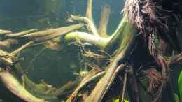 aquarium-von-mel-little-amazonas_Wurzel mit Algen bewachsen 