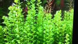 aquarium-von-aquaritch-naturscape_Rotala Green Bonsai, sehr schönes Grün, schnell wachsend u