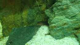 aquarium-von-gizz55-anubias-between-big-stones_Dornauge