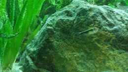 aquarium-von-gizz55-anubias-between-big-stones_Schwarzer Neon