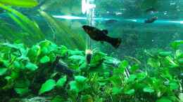 aquarium-von-gizz55-anubias-between-big-stones_Black Molly