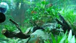 aquarium-von-gizz55-anubias-between-big-stones_Moenkhausia, Trauermantelsamler