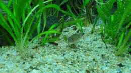 aquarium-von-gizz55-anubias-between-big-stones_Corydoras julii