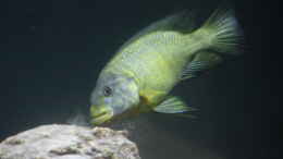 Aquarium einrichten mit Petrochromis macrognathus