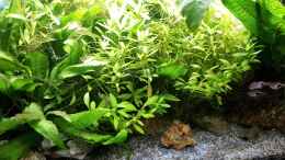 aquarium-von-odin-68-mein-kleines-asien-becken_Die Pflanzen wachsen sehr gut. Stand - 26.10.21
