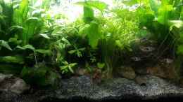 aquarium-von-odin-68-mein-kleines-asien-becken_Lecker Artemia.