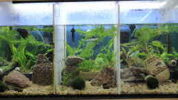 aquarium-von-gita-becken-40460_Kampfisch Becken