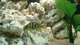 aquarium-von-martin-kuehne-becken-4058_Nimbochromis Venustus und Aulonocara Painted