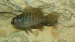 aquarium-von-martin-kuehne-becken-4058_Junior, Scienochromis Fryeri