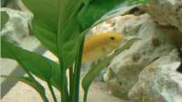 aquarium-von-martin-kuehne-becken-4058_Labidochromis caerleus Yellow