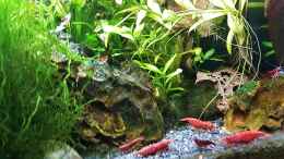 aquarium-von-odin-68-mein-kleines-garnelen-becken-aufgeloest_Die Red Sakura Garnelen haben eine beachtliche Größe errei