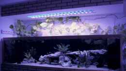 aquarium-von-wolfgang-schlader-becken-406_Tanganjikabecken 250x70x60cm