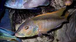 aquarium-von-wolfgang-schlader-becken-406_Buccochromis rhoadhesii