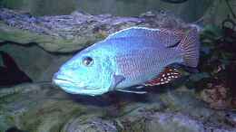 aquarium-von-wolfgang-schlader-becken-406_Tyrannochromis nigriventer WF
