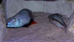aquarium-von-wolfgang-schlader-becken-406_Dimidiochromis  Compressiceps 