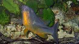 aquarium-von-wolfgang-schlader-becken-406_Rhamphochromis sp. ferox yellow fin WF / Bock