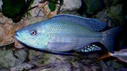 Foto mit Dimidiochromis kiwinge