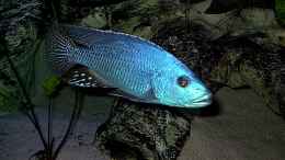 Foto mit Nimbochromis fuscotaeniatus WF