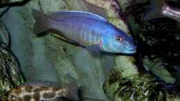 Foto mit Taeniochromis holotaenia WF