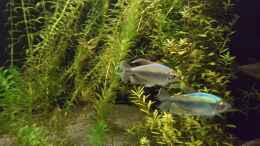 Aquarium einrichten mit Blauer Kongosalmler