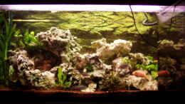 aquarium-von-timo-schmidt-becken-4071_
