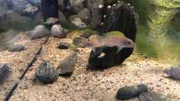 aquarium-von-helga-kury-neolamprologus-caudopunctatus_Im Becken befinden sich nur Neolamprologus caudopunctatus...