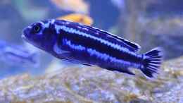 aquarium-von-babs-becken-40731_Melanochromis cyaneorhabdos Maingano