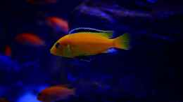 aquarium-von-babs-becken-40731_labidochromis caeruleus yellow