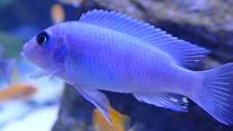 aquarium-von-babs-becken-40731_Metriaclima callainos bright blue