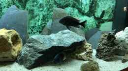 aquarium-von-helga-kury-tropheus-maswa---becken-neu_Steine aus dem Inn, Schieferplatten, Loch- und Lava-Gestein 