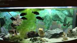 aquarium-von-helga-kury-tropheus-maswa---becken-neu_Tropheus duboisi MASWA endlich wieder in ihrem alten Becken.